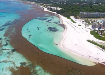 Abinader crea el Gabinete de Lucha Contra el Sargazo