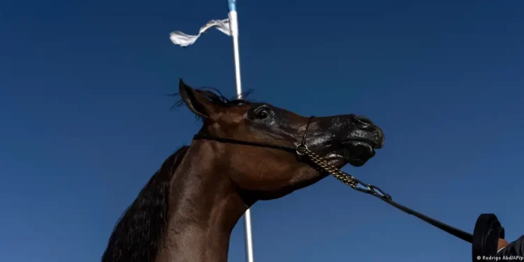 Argentina: alerta por virus que afecta a equinos y humanos